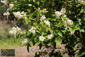 Ligustrum vulgare